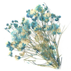 Fleurs séchées bleues XFONG0121
